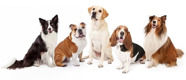 Ces 5 races de chiens sont les plus volées au monde, méfiez-vous