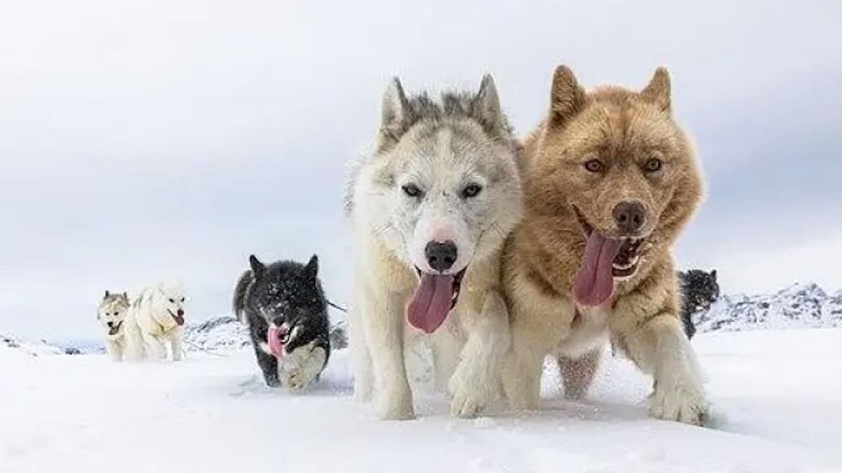 Voici à quoi ressemblent vraiment les chiens du Groenland, ils sont magnifiques