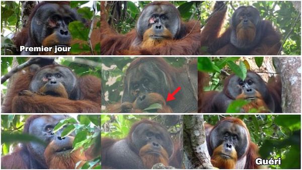 Ce orang-outan guérit sa blessure avec des plantes tropicales, les scientifiques sidérés