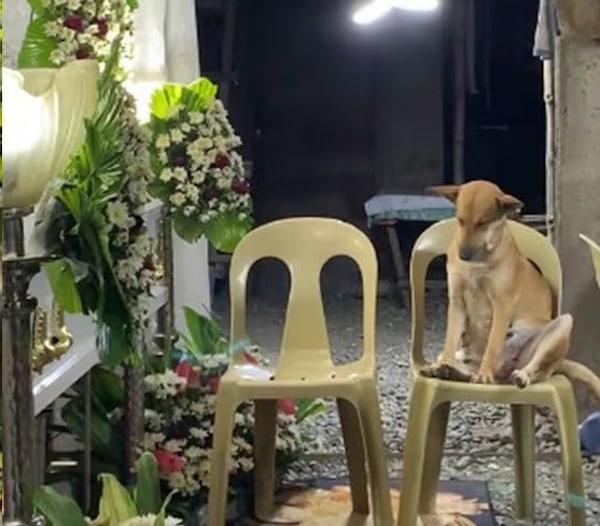 Ce chien assiste aux funérailles de son maître, sa réaction bouleverse tout le monde