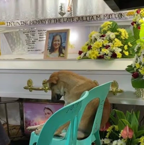 Ce chien assiste aux funérailles de son maître, sa réaction bouleverse tout le monde