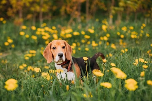 8 races de chiens les plus saines et les moins susceptibles de tomber malades