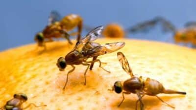 Voici ce qui attire les mouches de fruits et les astuces pour les éradiquer rapidement