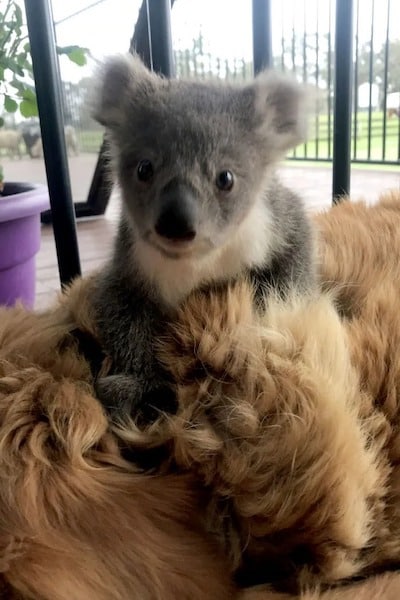 Un chien sauve un bébé koala du froid grâce à sa chaleur corporelle, une histoire émouvante