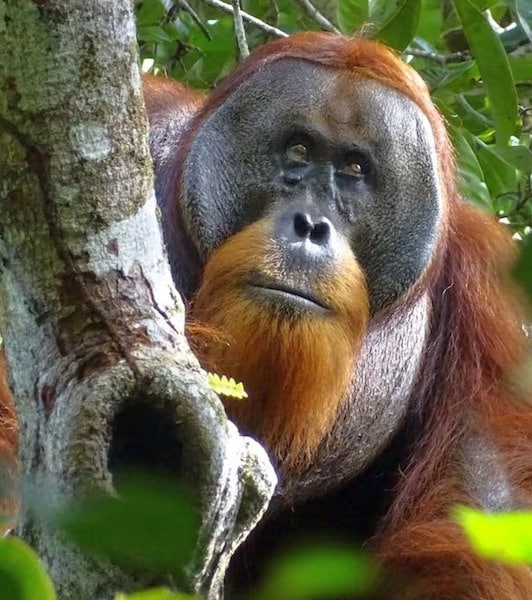 Ce orang-outan guérit sa blessure avec des plantes tropicales, les scientifiques sidérés