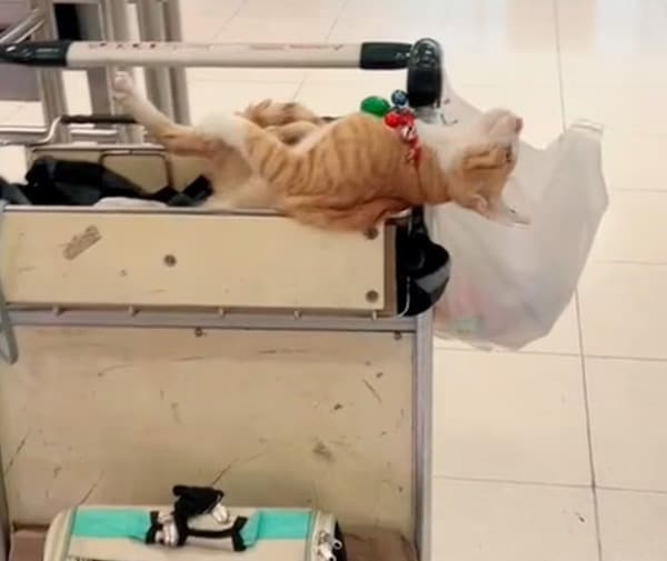 Nurang, le chat roux devenu célèbre à l’aéroport International de Bangkok