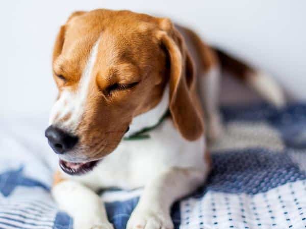 Ces symptômes silencieux des maladies cardiaques chez les chiens à surveiller impérativement