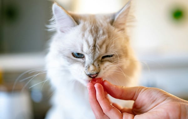 Voici pourquoi les chats adorent être observés lorsqu'ils mangent