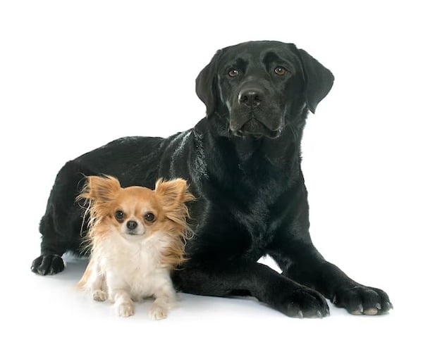 8 races de chiens les plus saines et les moins susceptibles de tomber malades