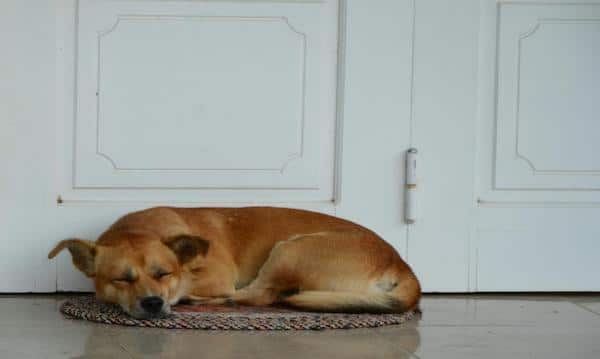 Votre chien se couche devant votre porte d’entrée ? Les raisons possibles de son comportement