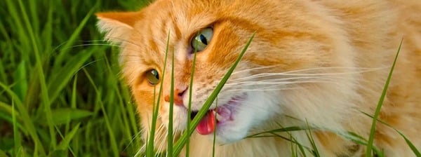 Voici pourquoi les chiens et les chats mangent souvent de l'herbe