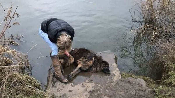 Cette chienne accrochée à un rocher et jetée dans une rivière sauvée d'une morte certaine