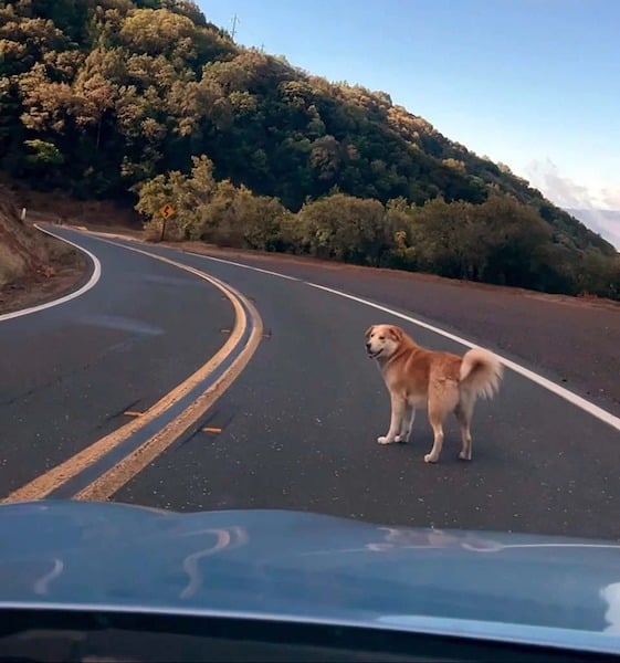 Ce chien abandonné au sommet d'une montagne fait craquer ses sauveteurs