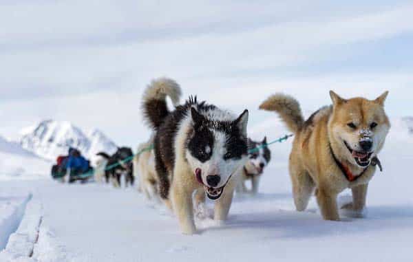 Voici à quoi ressemblent vraiment les chiens du Groenland, ils sont magnifiques