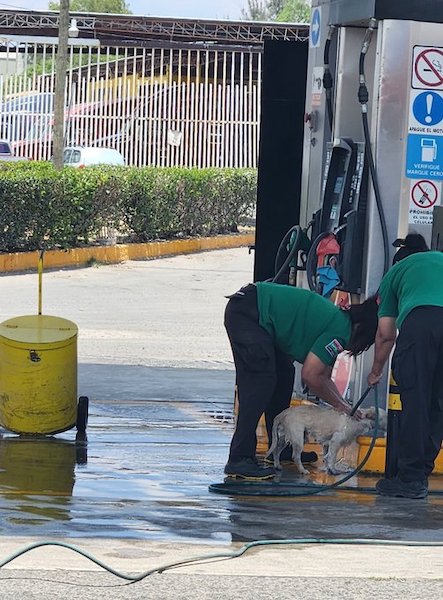 Les employés d’une station-service lavent un chien errant et bouleversent les internautes