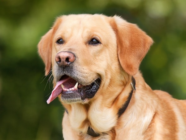 5 races de chiens parfaites pour la vie à la maison d'après un vétérinaire