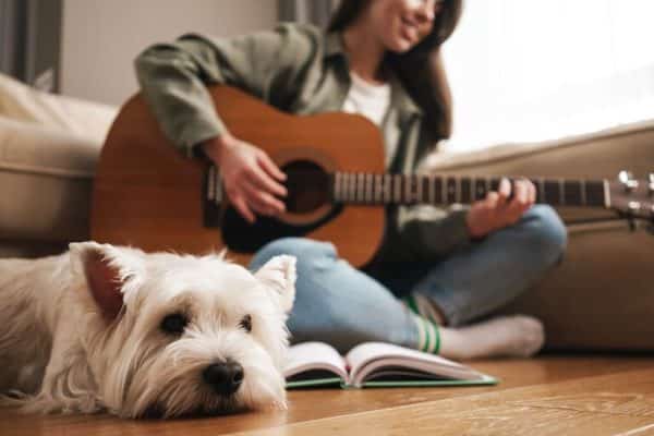 Votre chien est stressé ? Le top des meilleures chansons qui vont le calmer instantanément