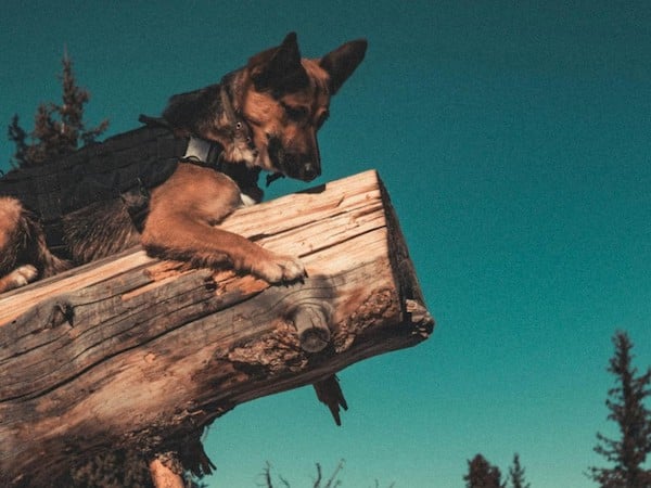 Voici ce qu'il se passe si votre chien mange du bois, ce n'est pas normal