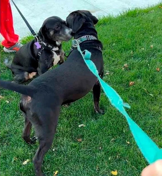 Ce chien dans un refuge retrouve sa sœur, sa réaction est bouleversante