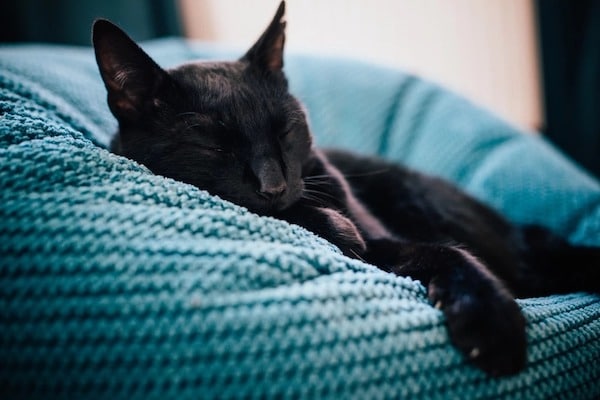 Les avantages d’adopter des chats noirs contrairement à ce que beaucoup pensent