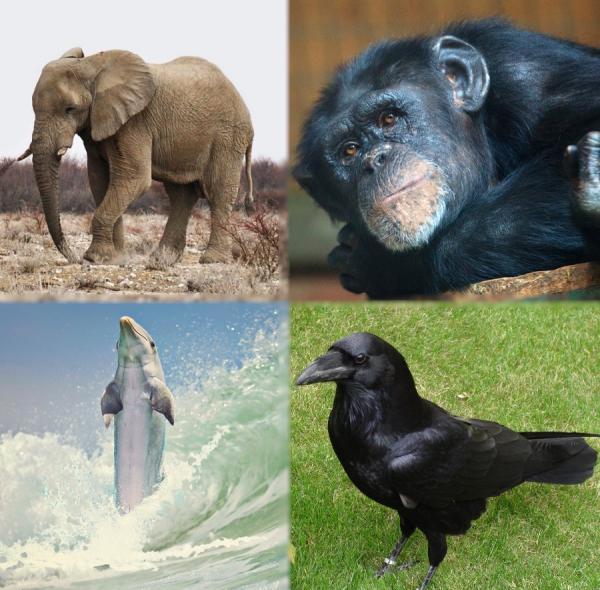 Ces animaux sont les plus intelligents du monde d'après la science