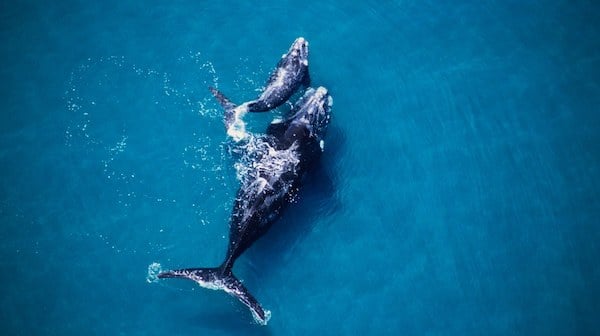 Les chants de baleines pourraient indiquer leur grand retour dans l’Antarctique
