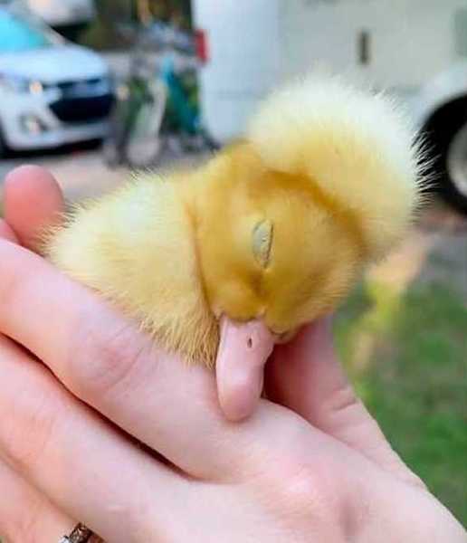 Ce canard aux besoins particuliers trouve enfin une famille aimante, une histoire adorable