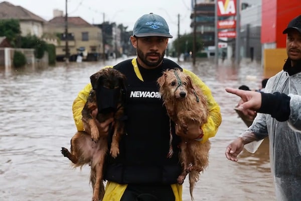 Des centaines d’animaux piégés par les inondations au Brésil, l’incroyable travail des sauveteurs