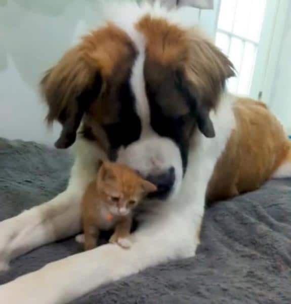 Ce chaton secouru rencontre le chien Saint-Bernard de la famille, sa réaction est émouvante