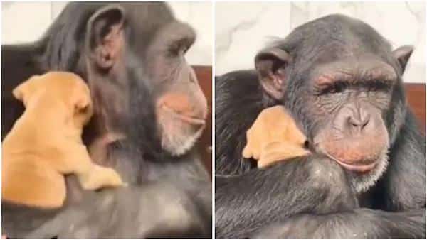 Ces retrouvailles poignantes entre un chien et un chimpanzé sauvé de la dépression