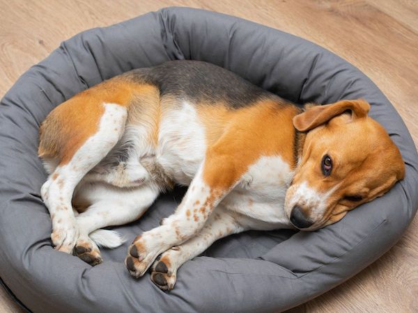 Voici pourquoi les chiens tournent en rond dans leur panier avant de dormir