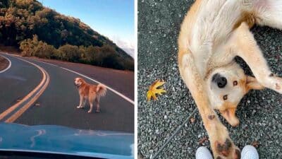 Ce chien abandonné au sommet d'une montagne fait craquer ses sauveteurs