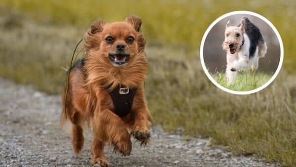 Les signes à absolument connaître qui révèlent que votre chien veut s’enfuir de chez vous