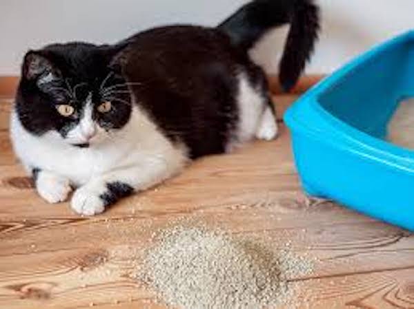 Voici pourquoi certains chats jettent la litière en dehors de leur bac et d’autres non