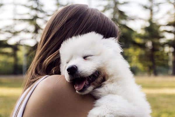 Les chiens éprouvent-ils vraiment des sentiments ? La réponse des experts