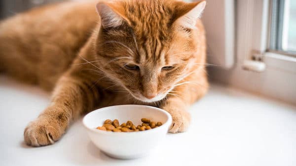 Les chats ne mangent pas si leur bol n’est pas plein et demandent plus de nourriture, les raisons dévoilées