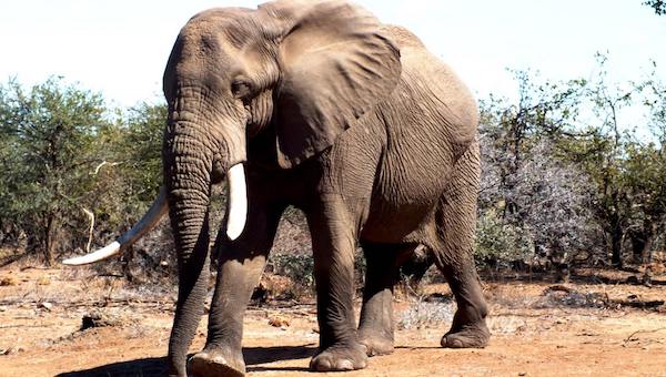Voici la taille et le poids du plus grand éléphant du monde, c'est complètement fou