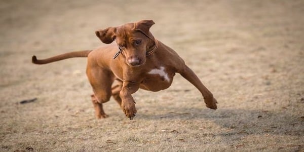 Comment réagir si votre chien s'enfuit et ne vous obéit pas, selon les experts