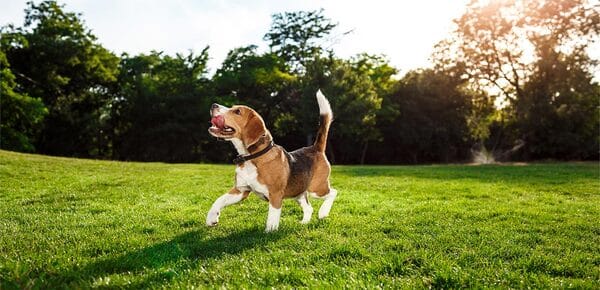 Ces choses que les chiens et les chats adorent et les rendent heureux 