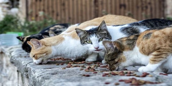 La bonne façon de nourrir votre chat âgé pour qu'il soit en parfaite santé