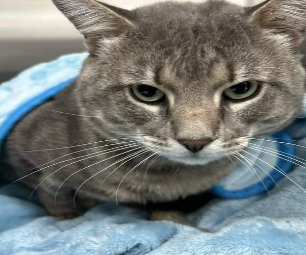 Ce chat errant entre dans un appartement pour chercher refuge, sa vie change radicalement