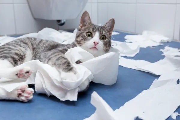 Votre chat vous suit toujours aux toilettes ? Voici la raison de son comportement