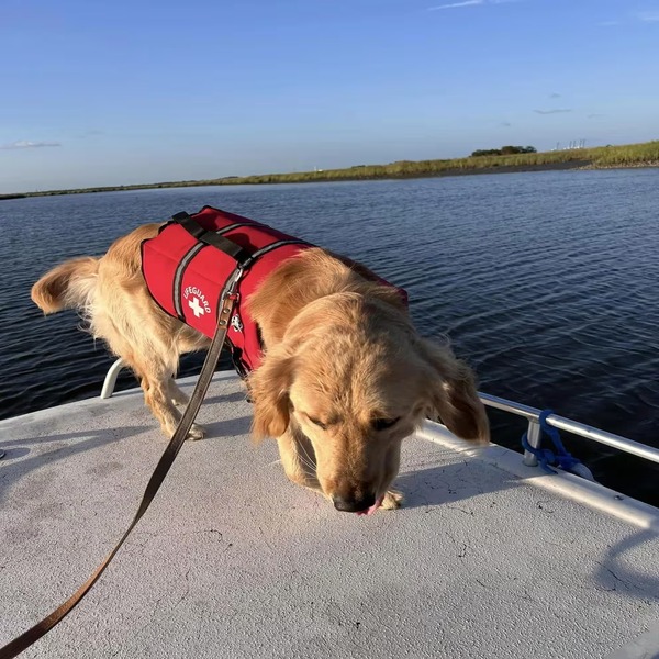 Le retour émouvant de Rocky, le chien disparu en pleine mer après un accident de bateau