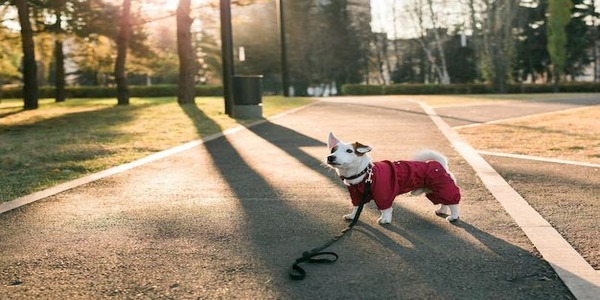 Comment réagir si votre chien s'enfuit et ne vous obéit pas, selon les experts