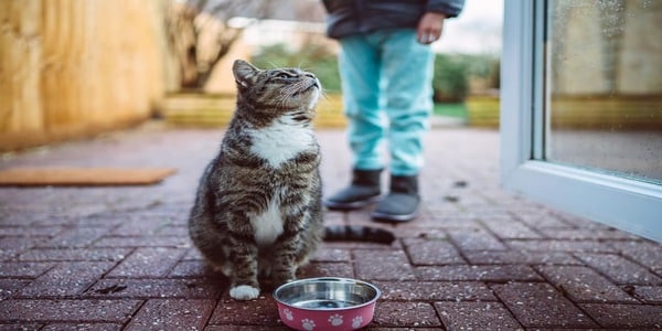 Pourquoi les chats s'éloignent-ils ou meurent-ils loin de chez eux ?