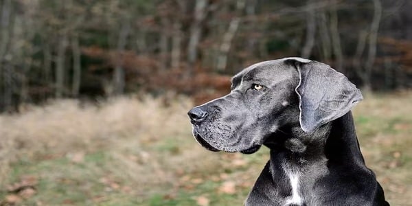 Les six sons que seuls les chiens entendent