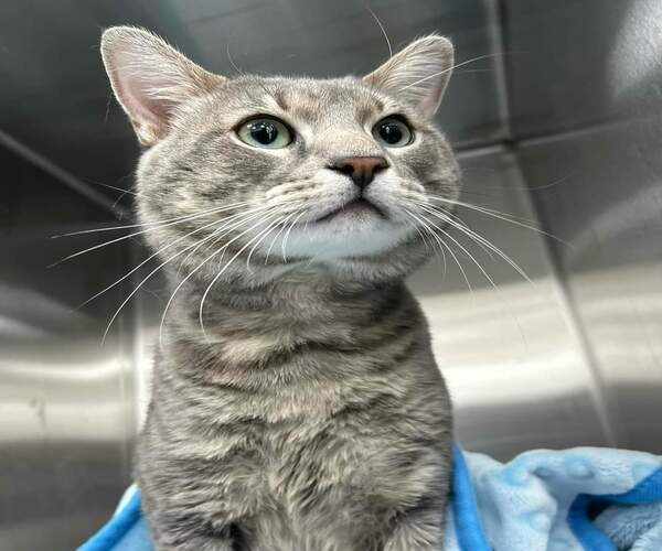 Ce chat errant entre dans un appartement pour chercher refuge, sa vie change radicalement