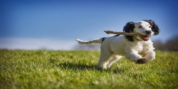 Les meilleures astuces pour améliorer le comportement de votre chien