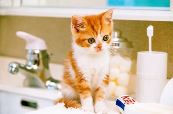 Votre chat vous suit toujours aux toilettes ? Voici la raison de son comportement