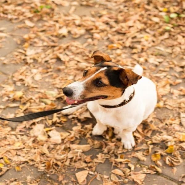 Comment réagir si votre chien s'enfuit et ne vous obéit pas, selon les experts